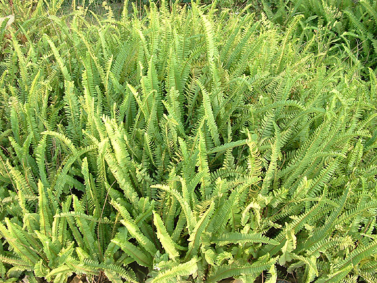 肾厥30-40cm